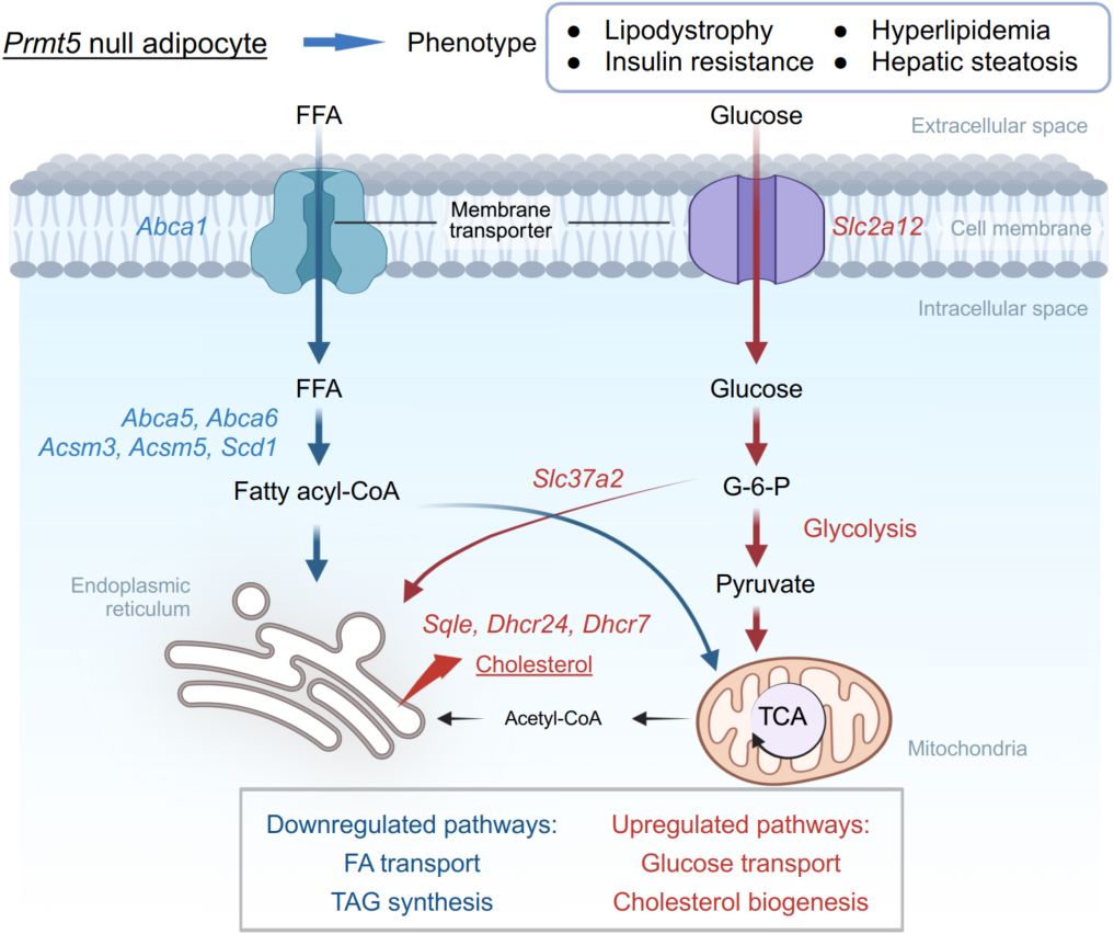 Description unavailable